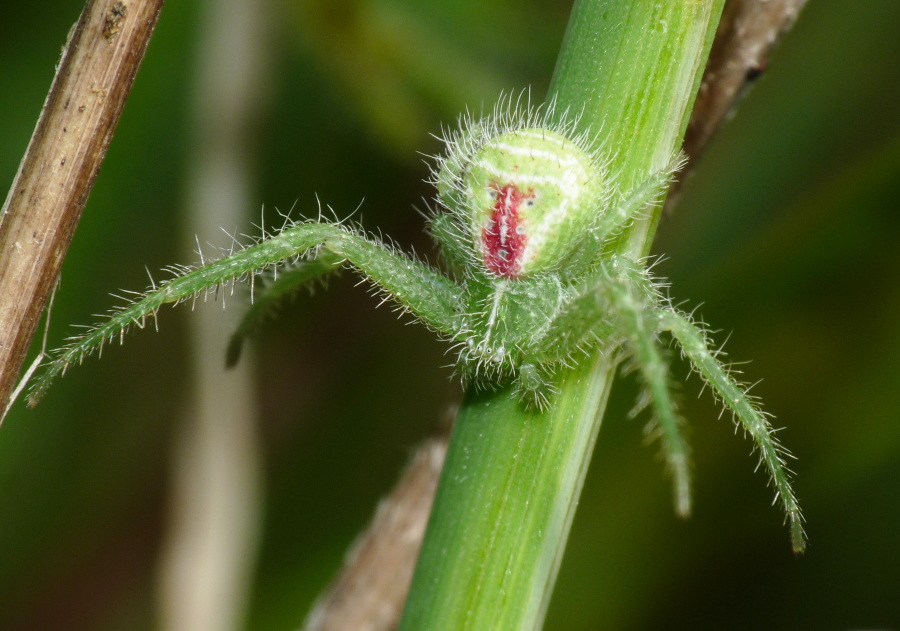 Heriaeus sp.